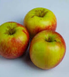 The Organic Grocer (Alphajiri Greengrocer)